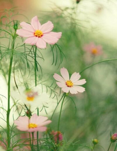 bienêtre-développement-personnel-soin-stage-formation-weekend-conférence-séance–atelier–talk-séjour-relaxation-zen-méditation-yoga-sophrologie-pilates-annecy-domicile
